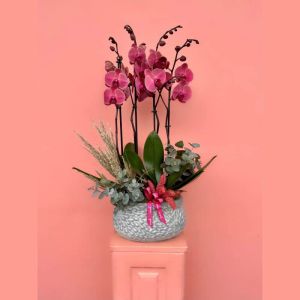  Arapgir Çiçekçiler - Orkideler