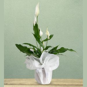  Arapgir Çiçek Gönder - Saksı Çiçekleri